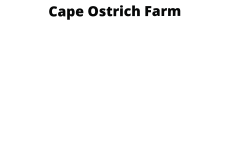 Cape Ostrich Farm